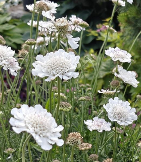 Scabiosa 'Kudo White'